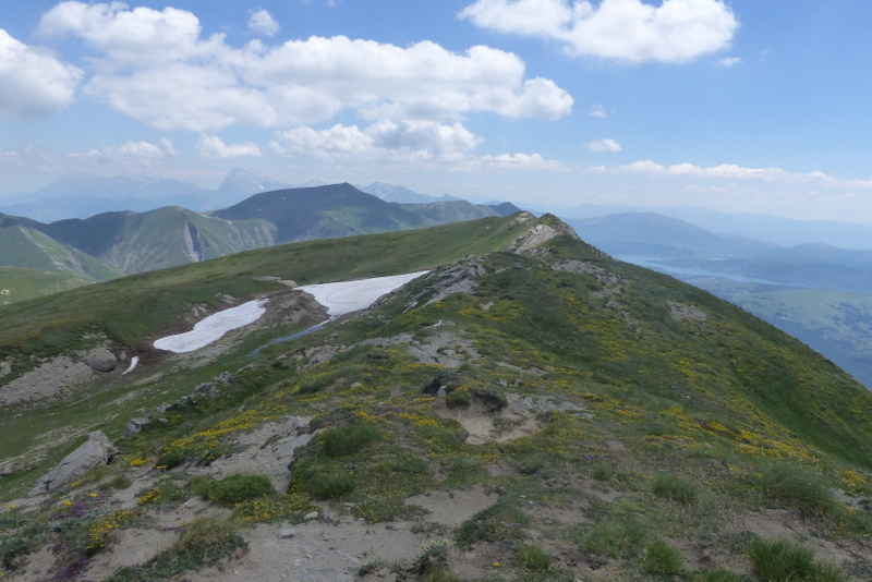 La Nigritella widderi a Pizzo di Sevo e Cima Lepri  -  luglio 2025